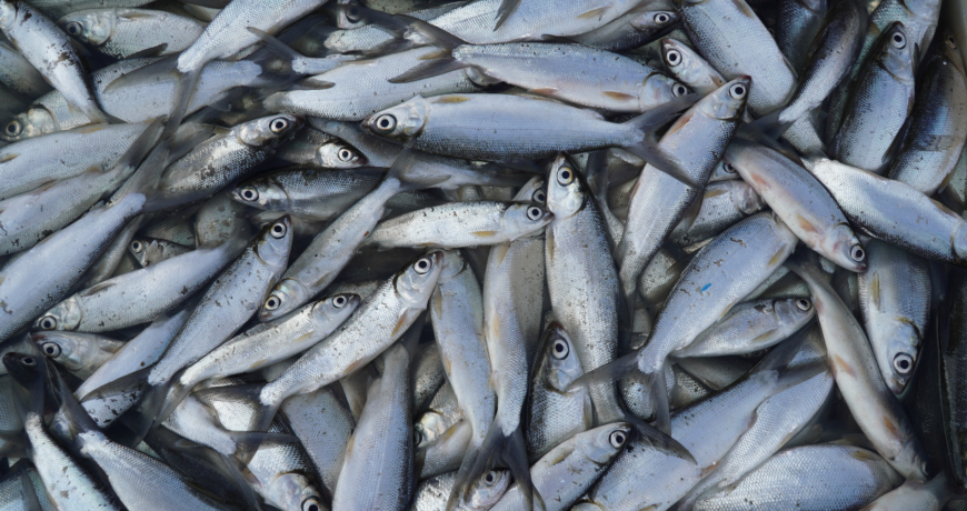 Solusi Cerdas Budidaya Ikan Berbasis Internet of Things