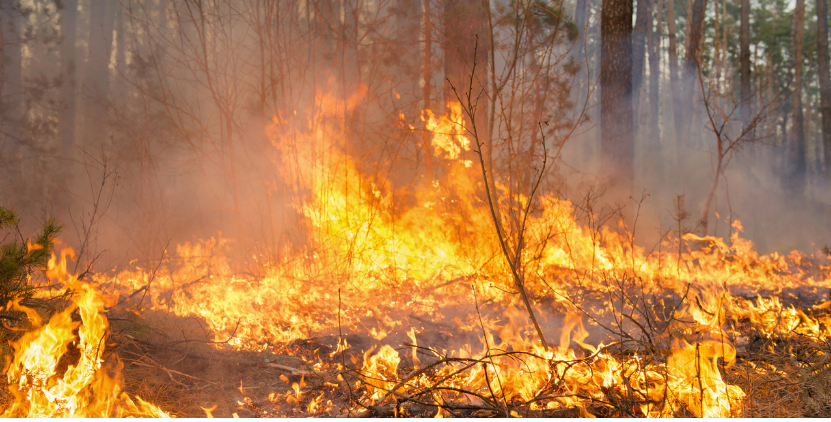 Sistem Monitoring Jarak Jauh Kebakaran Hutan Berbasis IoT