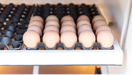 Monitoring Suhu dan Kelembapan Penetasan Telur