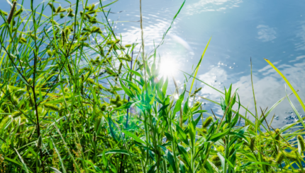 Monitoring Tanaman Jarak Jauh Berbasis IoT