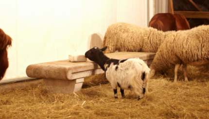 Sensor Diferensial Mikro Digunakan dalam Peternakan