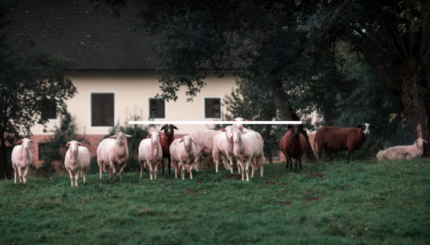 Pemancar Tekanan Diferensial Mikro Digunakan dalam Peternakan