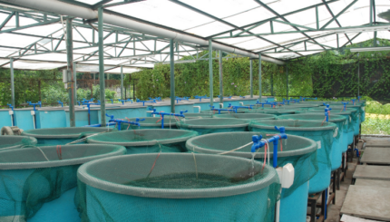 Transduser Tekanan Submersible untuk Budidaya Perikanan