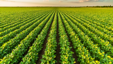 Sistem Monitoring Kelembapan Tanah Berbasis Internet of Things