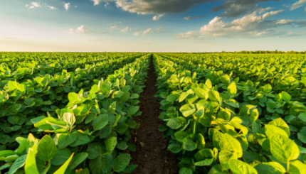 Monitoring Pertanian Digital Berbasis IoT