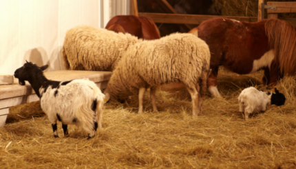 Pemantauan Peternakan Berbasis Internet of Things