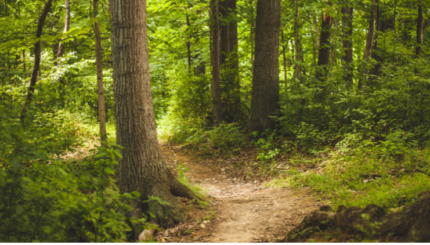 Monitoring Hutan Berbasis Internet of Things
